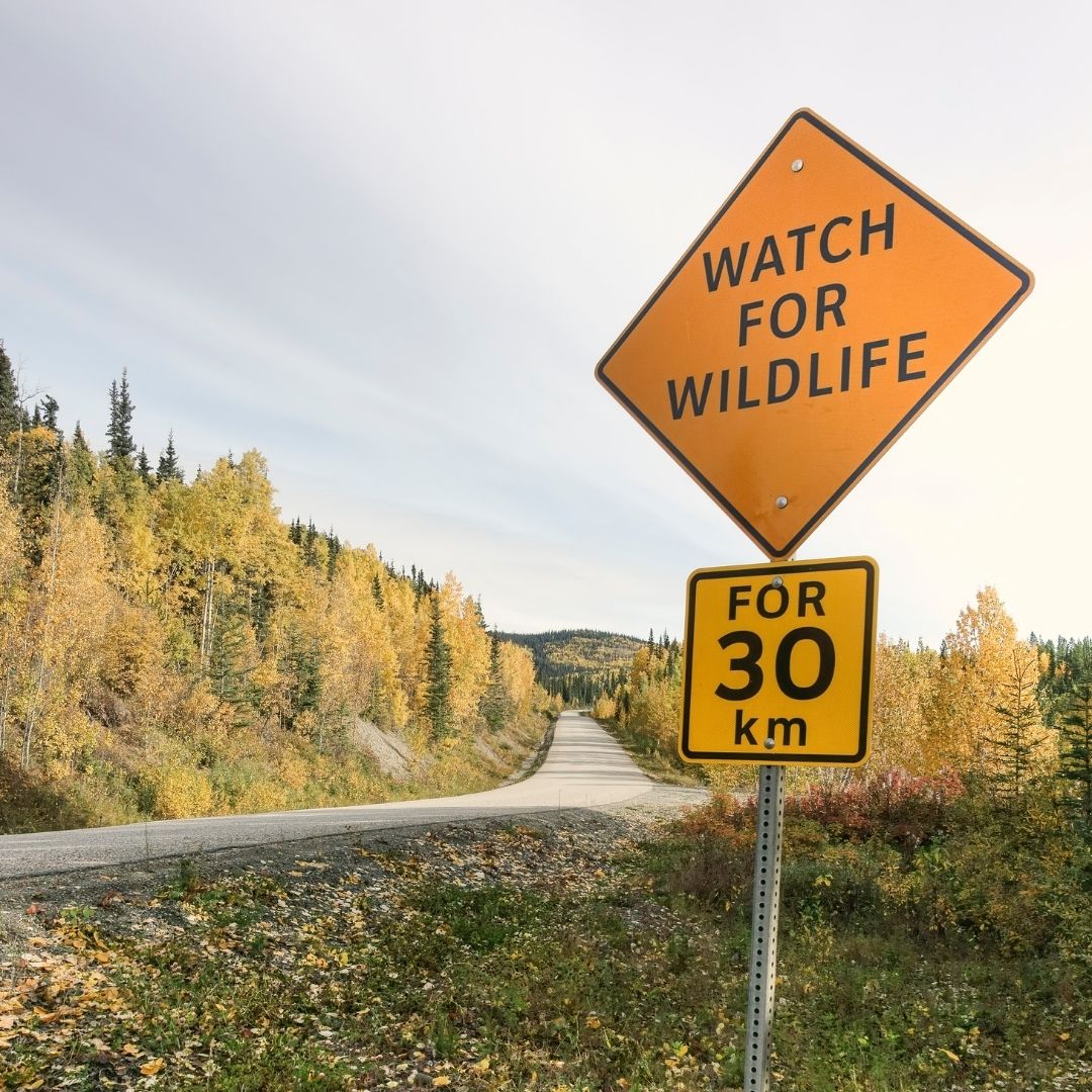 Watch for wildlife